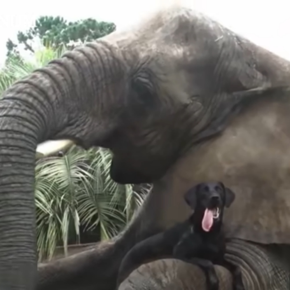 Animal bffs
